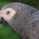 Un loro gris africano.